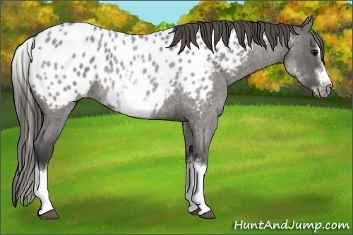 Horse Color:White Spotted Grullo Roan Splash Frame Near Leopard