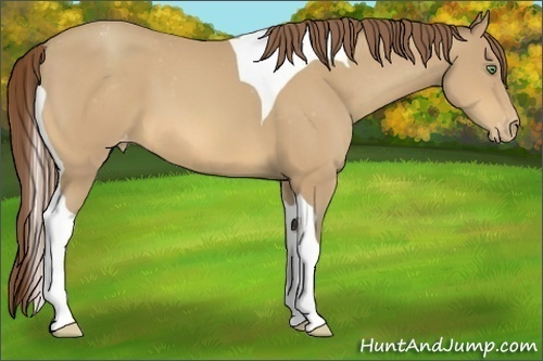 Horse Color:Amber Cream Champagne Tobiano Varnish