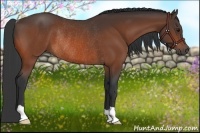 Horse Color:Bay Rabicano
