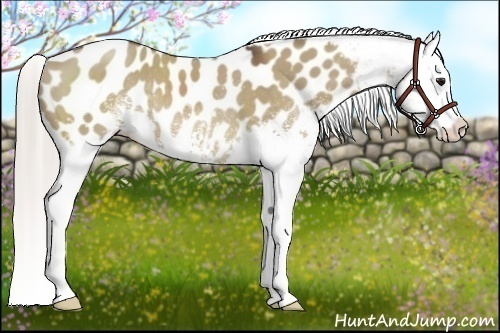Horse Color:White Spotted Silver Brown Dun Appaloosa Rabicano 