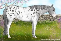 Horse Color:White Spotted Liver Chestnut Appaloosa 