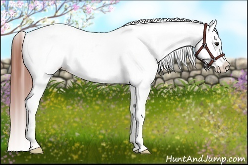 Horse Color:Bay Near Leopard Rabicano