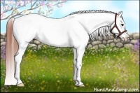 Horse Color:Bay Near Leopard Rabicano