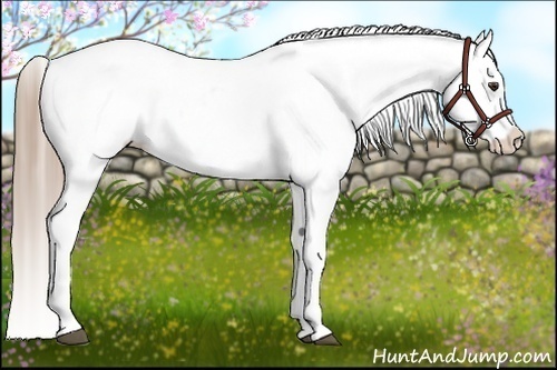 Horse Color:Liver Chestnut Appaloosa 