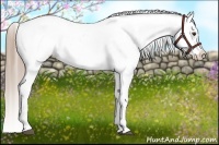 Horse Color:Liver Chestnut Appaloosa 