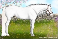Horse Color:Silver Bay Dun Appaloosa Rabicano 