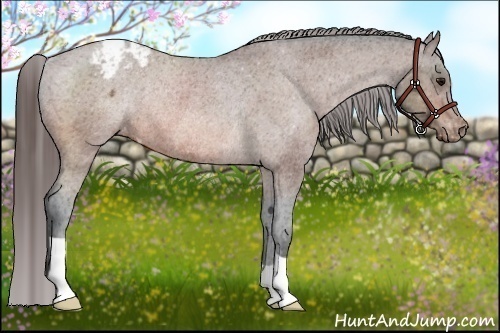 Horse Color:Bay Appaloosa Rabicano 