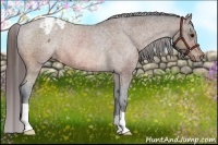 Horse Color:Bay Appaloosa Rabicano 