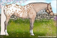 Horse Color:Silver Bay Appaloosa Rabicano 