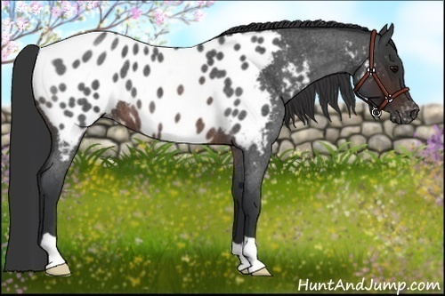 Horse Color:Brown Roan Appaloosa 