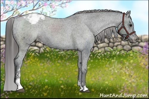 Horse Color:Black Sabino Appaloosa