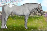 Horse Color:Black Sabino Appaloosa