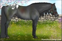 Horse Color:Black Appaloosa Rabicano 