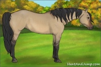 Horse Color:Bay Dun