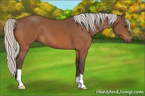 Horse Color:Silver Bay 