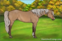 Horse Color:Silver Bay Dun Sabino 