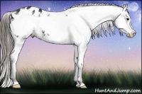 Horse Color:Black Frame Appaloosa