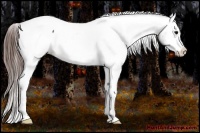 Horse Color:Brown Appaloosa
