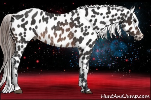 Horse Color:Brown Near Leopard Rabicano 