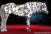 Horse Color:Brown Near Leopard Rabicano 
