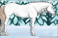 Horse Color:Buckskin Pearl Splash Near Leopard
