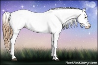 Horse Color:Black Pearl Near Leopard