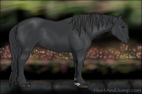 Horse Color:Black Rabicano 