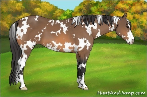 Horse Color:White Spotted Buckskin Sabino