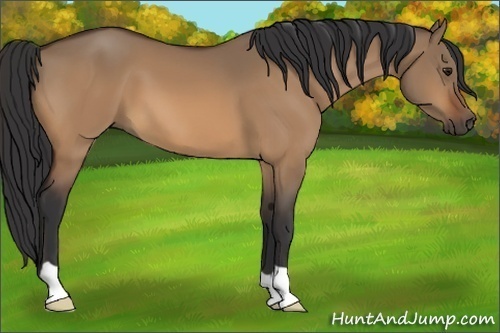 Horse Color:Bay Dun