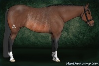 Horse Color:Bay Rabicano 
