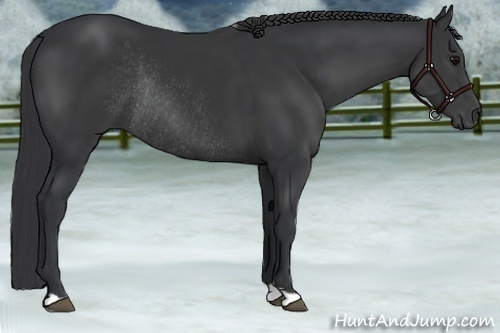 Horse Color:Black Rabicano