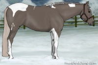 Horse Color:Silver Black Tobiano