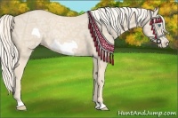 Horse Color:Cremello Ice Frame Rabicano