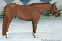 Horse Color:Chestnut 