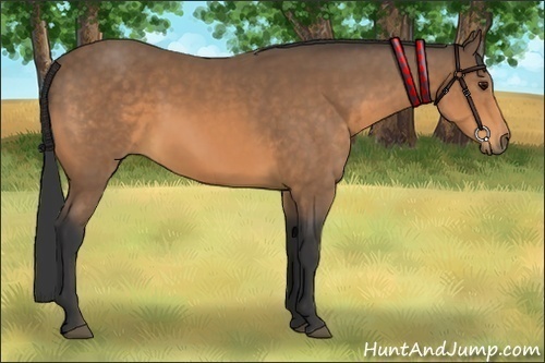 Horse Color:Buckskin Sabino 