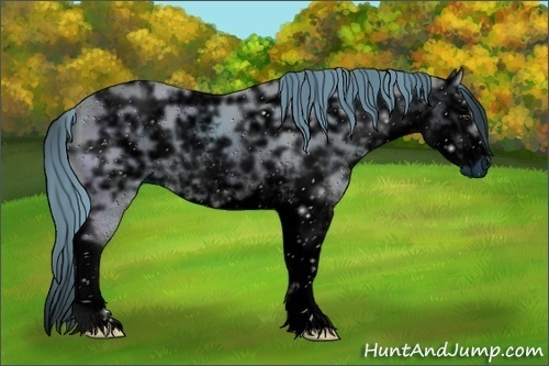 Horse Color:ERROR: UNKNOWN ANOMALY