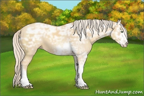 Horse Color:Gold Cream Champagne Ice Sabino