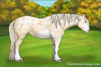 Horse Color:Gold Cream Champagne Ice Sabino