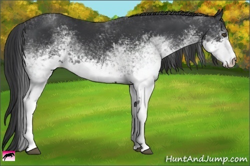 Horse Color:White Spotted Black 