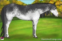 Horse Color:White Spotted Black