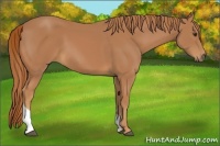 Horse Color:Chestnut Tobiano