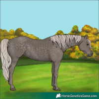Horse Color:Silver Black