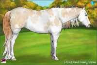 Horse Color:White Spotted Classic Champagne Pearl Splash 