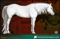 Horse Color:Buckskin Tobiano Leopard