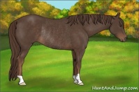 Horse Color:Liver Chestnut Rabicano 