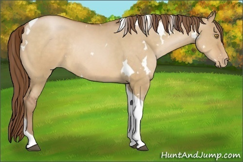 Horse Color:White Spotted Bay Pearl Dun Tobiano Rabicano 