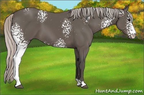 Horse Color:White Spotted Silver Black Sabino 