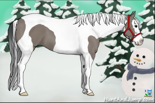 Horse Color:Grullo Splash Tobiano