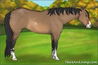Horse Color:Bay Dun Sabino 