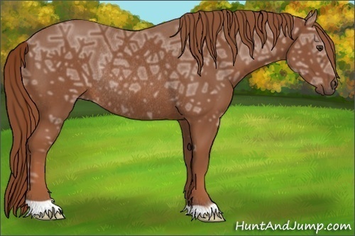 Horse Color:Chestnut Ice Rabicano 